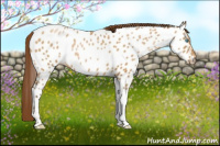 Horse Color:Gray Buckskin Pearl Tobiano Appaloosa