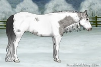 Horse Color:Grullo Ice Tobiano Frame 