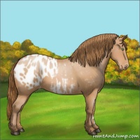 Horse Color:Bay Pearl Appaloosa 