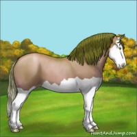Horse Color:Bay Pearl Splash 