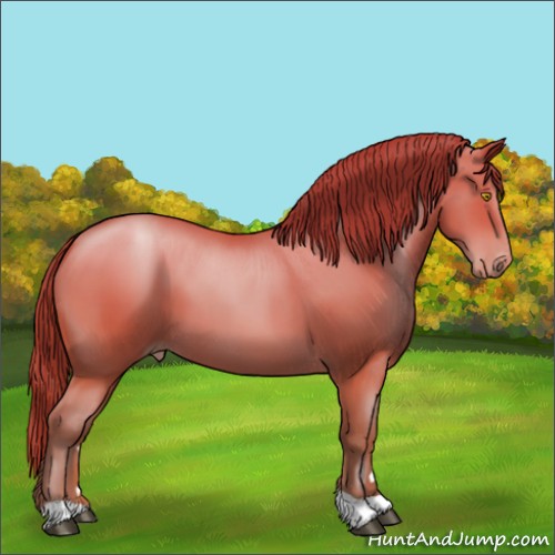 Horse Color:Bay Pearl 