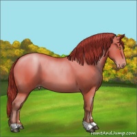 Horse Color:Bay Pearl 