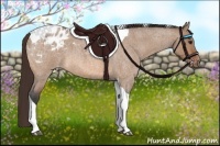 Horse Color:Bay Roan Dun Tobiano Appaloosa 