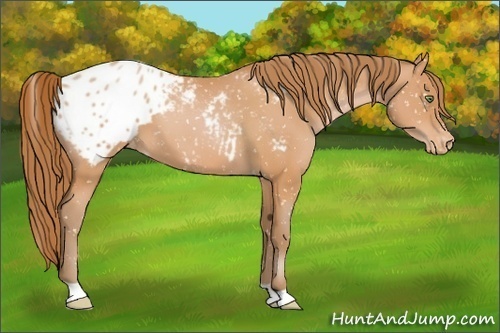 Horse Color:Bay Pearl Appaloosa 