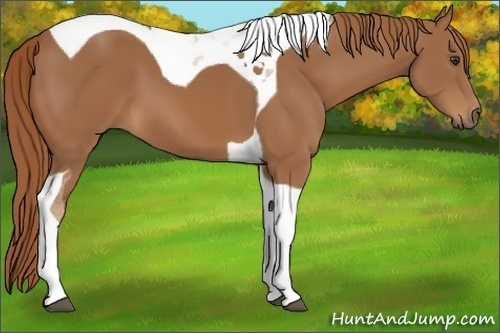 Horse Color:Chestnut Tobiano