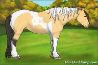 Horse Color:Buckskin Tobiano