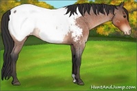 Horse Color:Bay Roan Appaloosa 