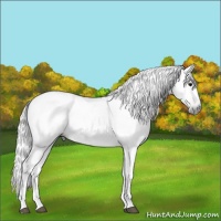 Horse Color:Gray Black 