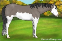 Horse Color:Grullo Sabino Splash