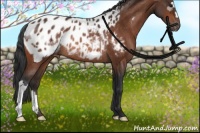 Horse Color:Bay Appaloosa Rabicano 