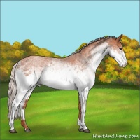 Horse Color:White Spotted Silver Bay Roan 