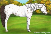 Horse Color:Sable Champagne Tobiano Near Leopard 