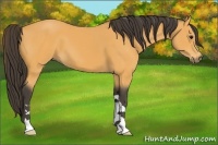 Horse Color:Buckskin 