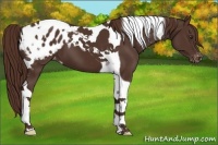 Horse Color:Liver Chestnut Tobiano Appaloosa