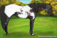 Horse Color:Midnight Bay Ice Appaloosa 