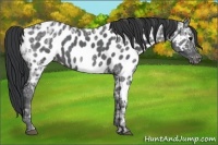 Horse Color:Black Ice Appaloosa Rabicano 