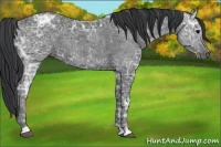 Horse Color:Black Ice 
