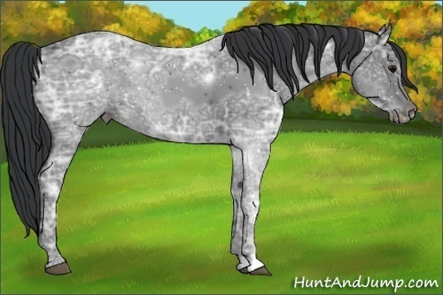 Horse Color:Black Ice 