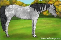 Horse Color:Black Ice 