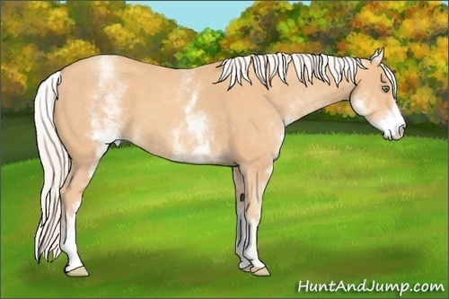 Horse Color:White Spotted Silver Amber Champagne Sabino 