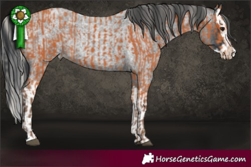 Horse Color:Silver Bay  and Blue Roan Splash 