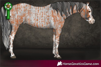 Horse Color:Silver Bay and Blue Roan Splash