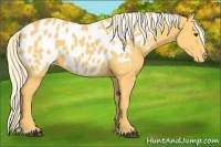 Horse Color:Palomino Sabino Blanket 