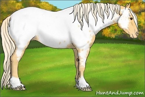 Horse Color:Palomino Roan Appaloosa Rabicano 