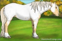 Horse Color:Palomino Roan Appaloosa Rabicano 