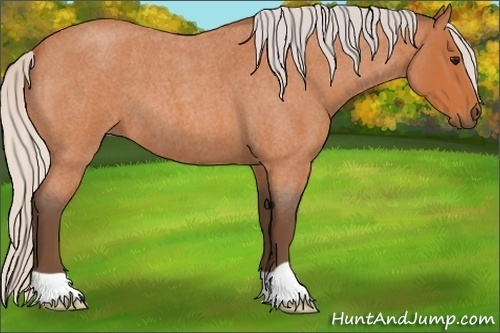 Horse Color:Silver Bay Roan
