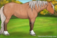 Horse Color:Silver Bay Roan 