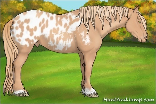 Horse Color:Gold Champagne Appaloosa 