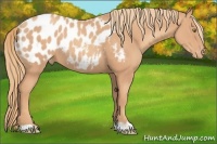 Horse Color:Gold Champagne Appaloosa