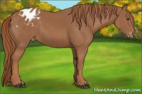 Horse Color:Chestnut Appaloosa 
