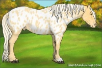 Horse Color:Palomino Roan Blanket