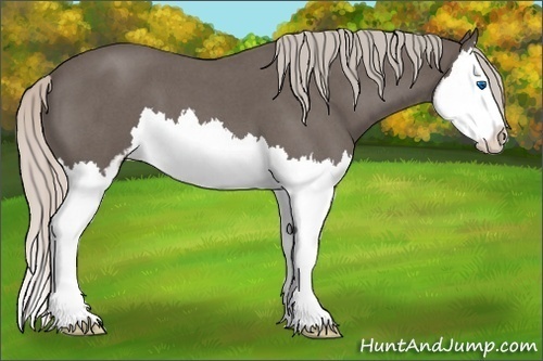 Horse Color:Silver Blue Roan Sabino Splash