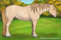 Horse Color:Gold Champagne Roan Rabicano