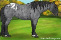 Horse Color:Blue Roan Varnish Rabicano