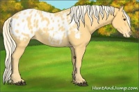 Horse Color:Palomino Appaloosa 