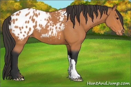 Horse Color:Bay Appaloosa 