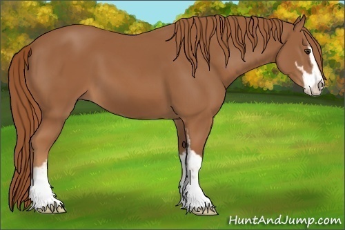 Horse Color:Chestnut Sabino 