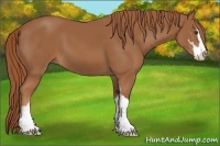 Horse Color:Chestnut Sabino