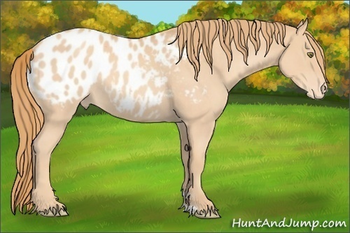 Horse Color:Gold Champagne Roan Appaloosa 