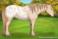Horse Color:Gold Champagne Roan Appaloosa 