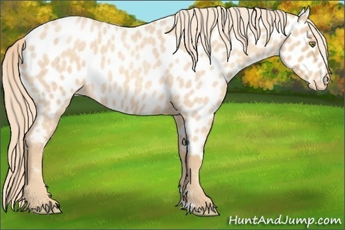 Horse Color:Gold Champagne Roan Appaloosa Rabicano 