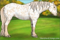 Horse Color:Gold Champagne Roan Near Leopard Rabicano 