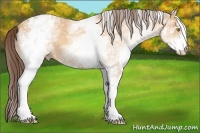 Horse Color:White Spotted Amber Champagne Varnish Rabicano