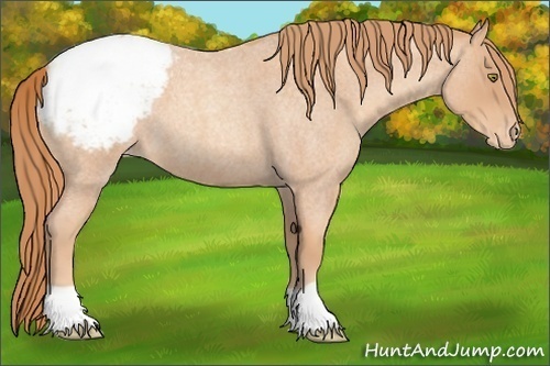 Horse Color:Gold Champagne Roan Varnish 