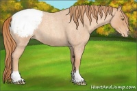 Horse Color:Gold Champagne Roan Varnish 