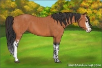 Horse Color:Bay and Bay Splash